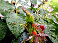 DSCN9385.jpg