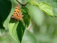 coloured butterfly2 - wm.jpg coloured butterfly2 - wm.jpg