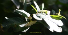 White butterfly.jpg White butterfly.jpg