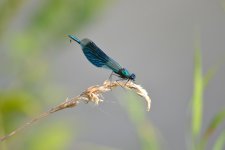 damsel 1.jpg