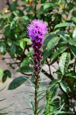 DSC_1067.JPG