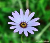 DSC_1068..jpg