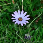 DSC_1068.JPG