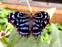 DSCN9747.jpg