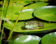 DSC_4599_7331.jpg