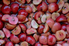 crab apple gelly prep.jpg