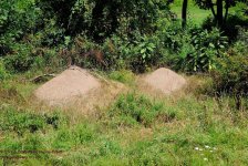 236 Ant Hills-130824-01_01.jpg