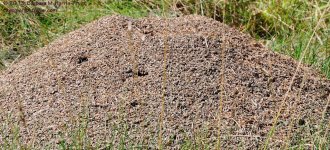 236 Ant Hills-130824-03_01.jpg