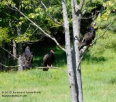 236 Turkey Vultures-130824-03_01.jpg