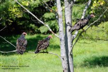 236 Turkey Vultures-130824-04-1_01.jpg