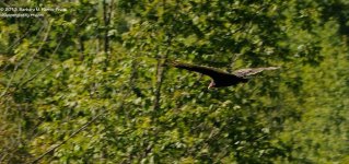 236 Turkey Vultures-130824-10_01.jpg