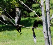 236 Turkey Vultures-130824-0236 Turkey Vultures-130824-06-3_01.jpg