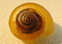 Snail Shell.jpg