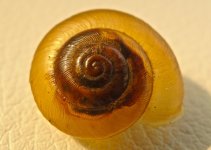 Snail Shell.jpg