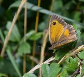 Hedge Brown butterfly(gatekeeper).jpg