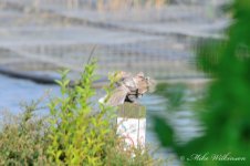 DSC_9669.JPG
