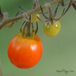 garden harvest.jpg