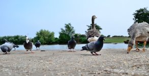 DSC_1442.JPG
