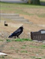 DSC_9750.JPG