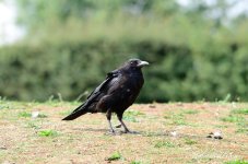 DSC_9768.JPG