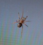 Spider on the screen.jpg