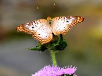 DSCN9797.jpg