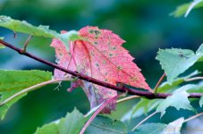 DSC_8872.jpg