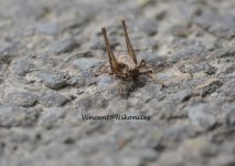 Grasshopper4.jpg