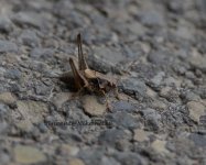 Grasshopper2.jpg
