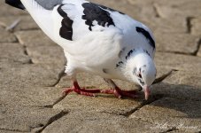 DSC_9710.JPG