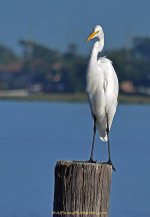 DSC_4633.jpg