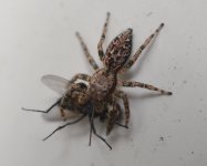 Jumping spider catches a fly.jpg