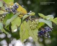 237 Elderberries-130825_01.jpg