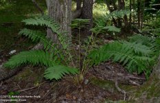 237 Fern-130825_01.jpg