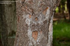 237 Woodpecker Holes-130825-02_01.jpg