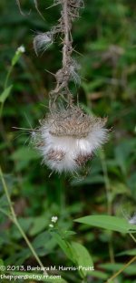 237 Dried Flower-130825-02_01.jpg