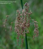 237 Dried Plant-130825_01.jpg