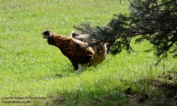 237 Chickens-130825-03_01.jpg