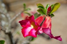 DSC_1850.jpg