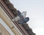 bird-in-flight-2.jpg