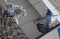 bird-in-flight-1.jpg