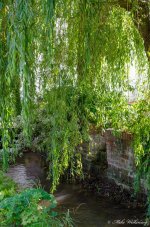 DSC_1459.jpg