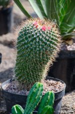 DSC_9911.jpg