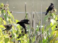 DSCN9201.jpg