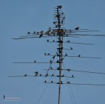 lotsbird-1.jpg