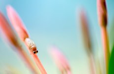 Small Fly-1.jpg