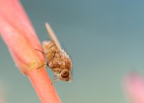 Small Fly-1-2.jpg
