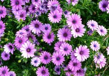 Mauve Daisy.jpg