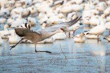 SandhillTakeoff-250.jpg