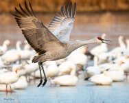 SandhillTakeoff-253.jpg